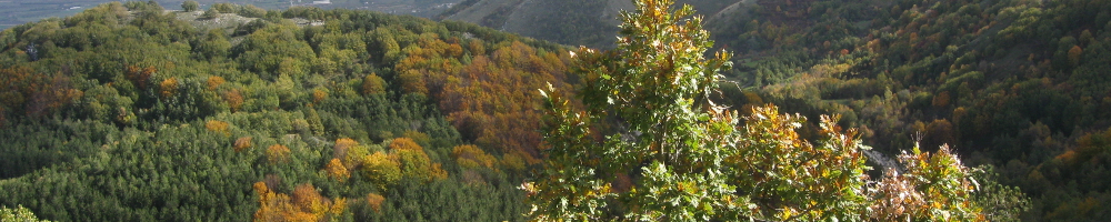 pianificazione forestale