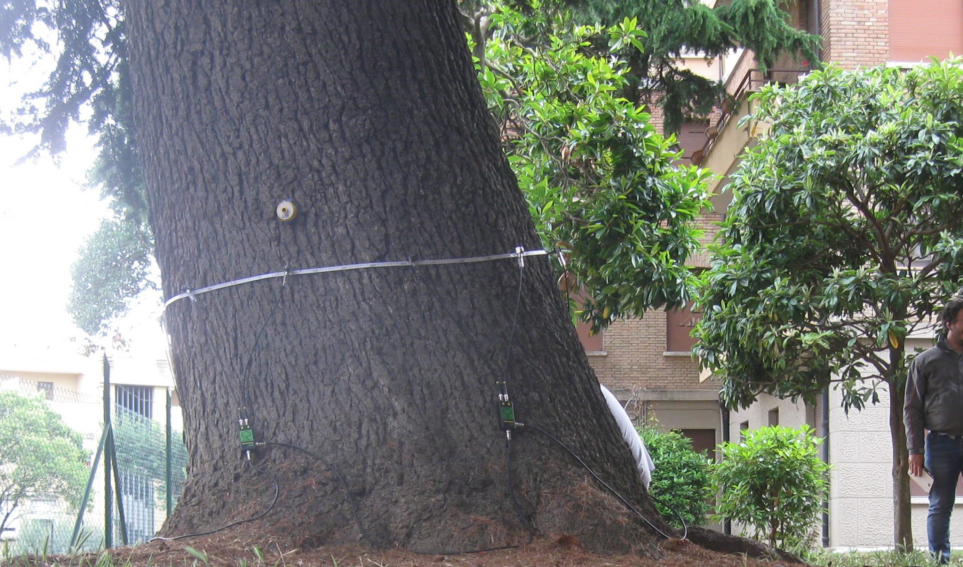 alberi in città