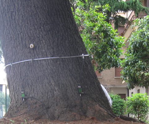 alberi in città